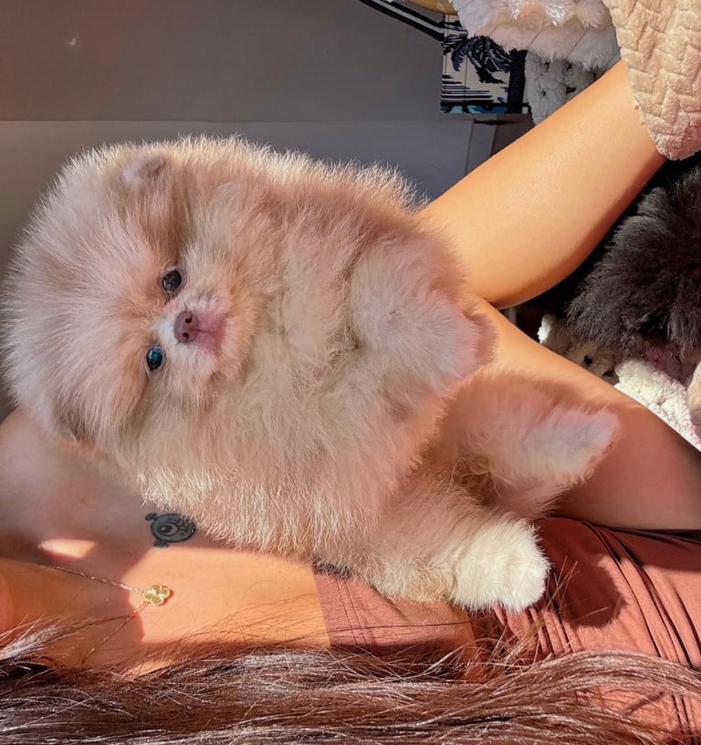 image for pomeranian puppy for sale 
