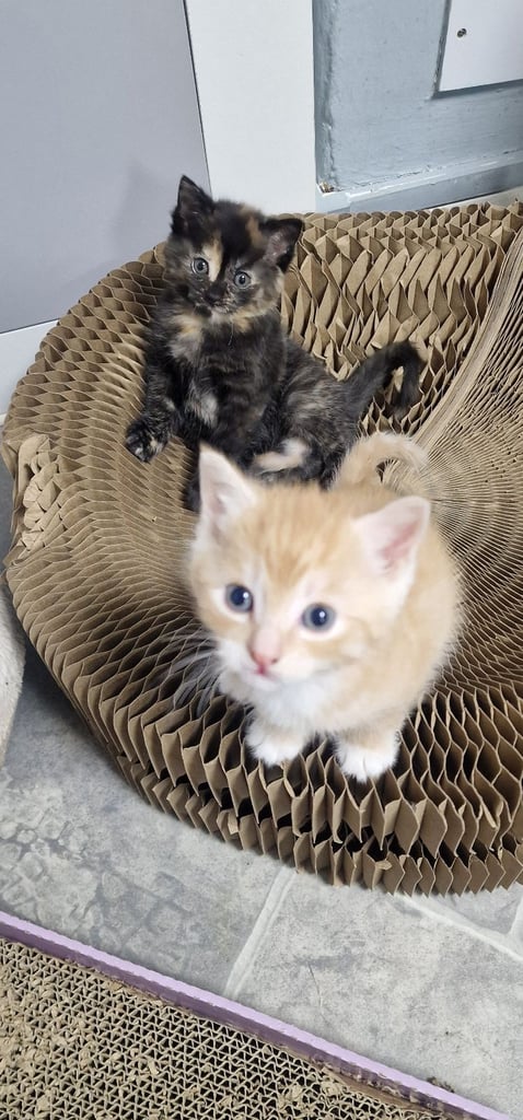 2 ginger boys and 2 mix girls