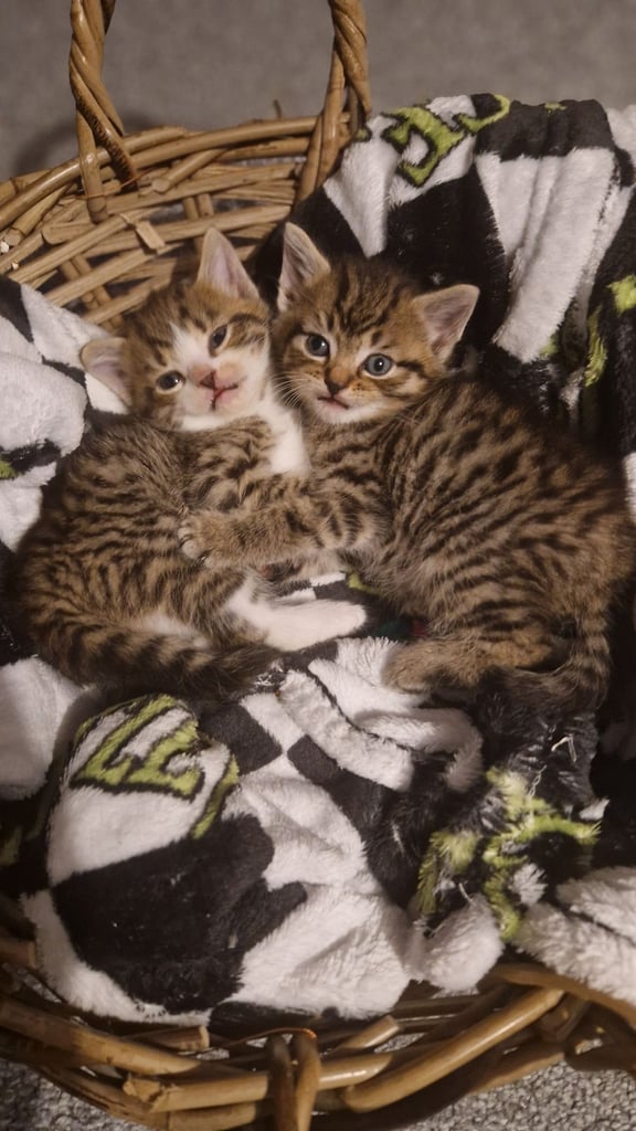 Kitten nebelung with british short hair/3 girls left 