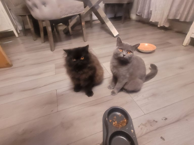 Beautiful Persian mix fur babies 