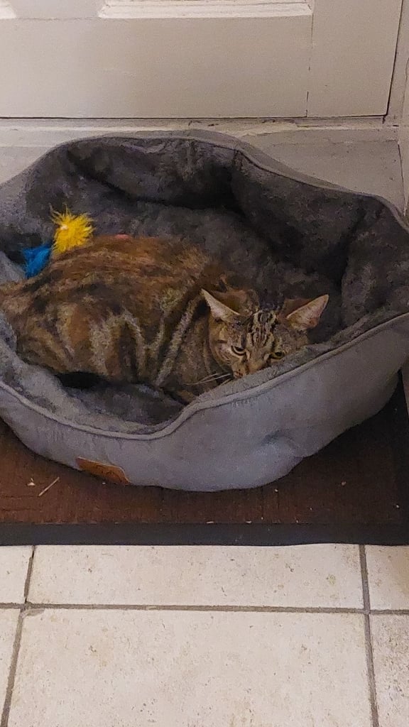image for BELLA FEMALE TABBY CAT 1yr 6m, NEEDS LOVING HOME