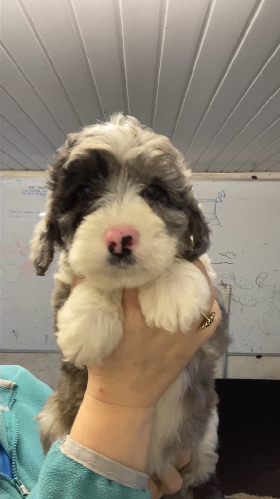 Bearded Collie Cross Miniature Poodle Puppies