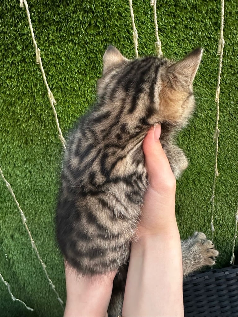 Kittens for sale 