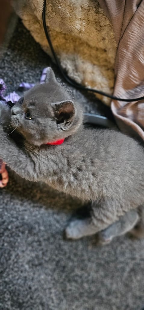🐱 Gorgeous Persian × British Shorthair Kittens – Ready Soon 🐱