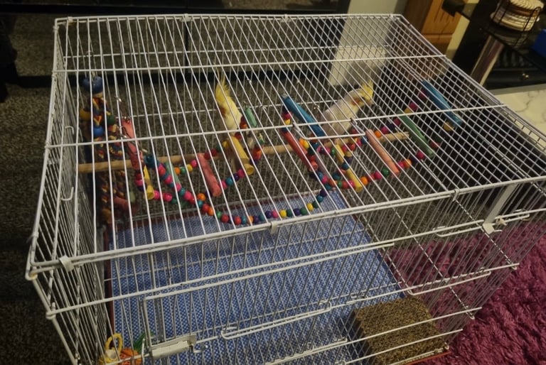 Cockatiels 