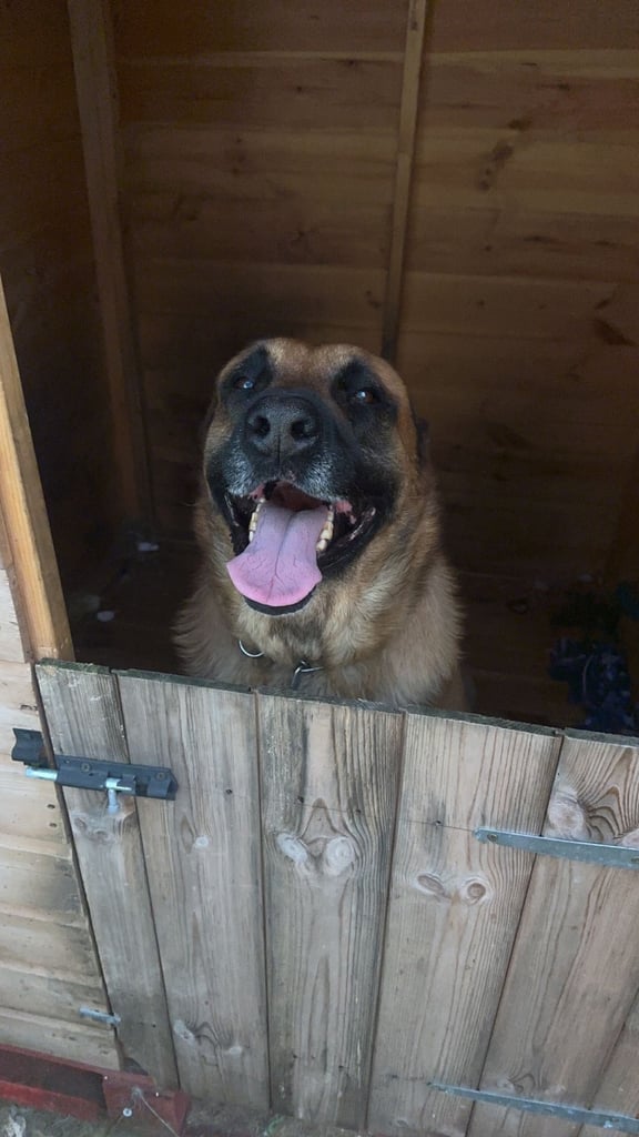 🚨 Exceptional Belgian Malinois Puppies! 🚨