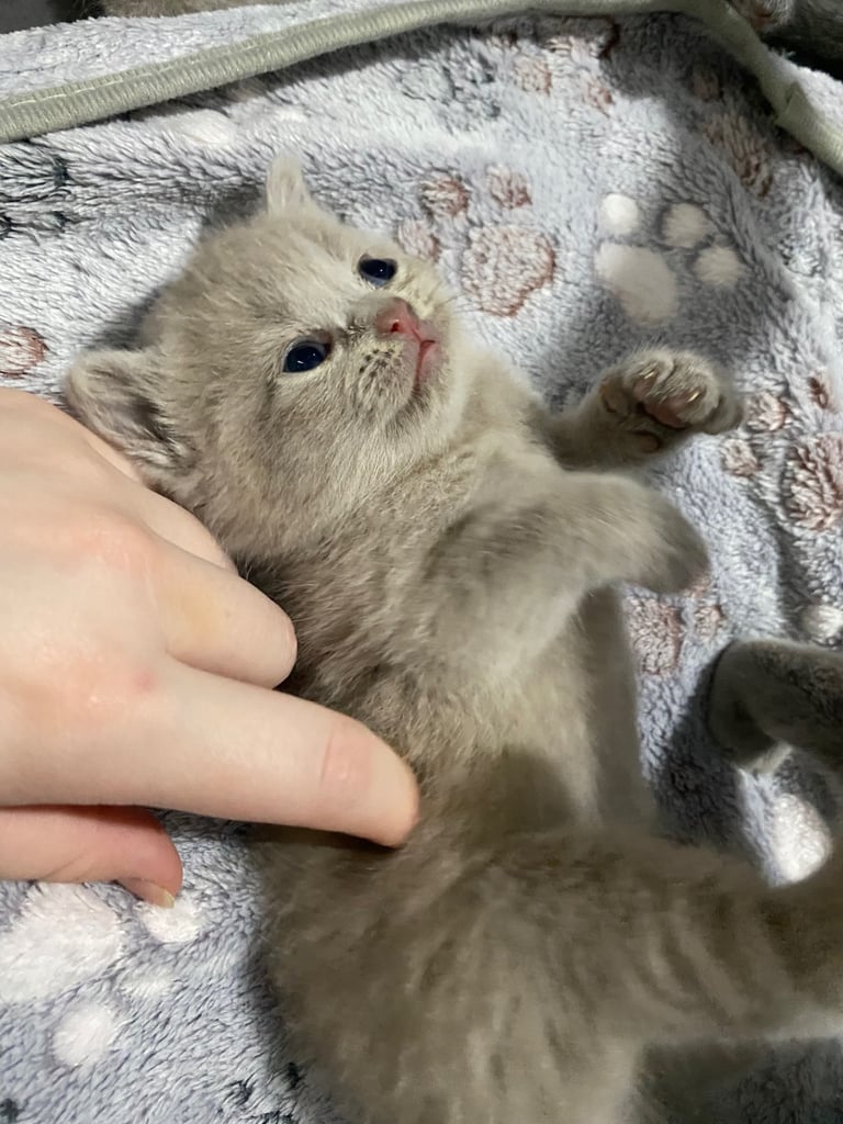 ✨Adorable British shorthair kittens ready to leave!✨