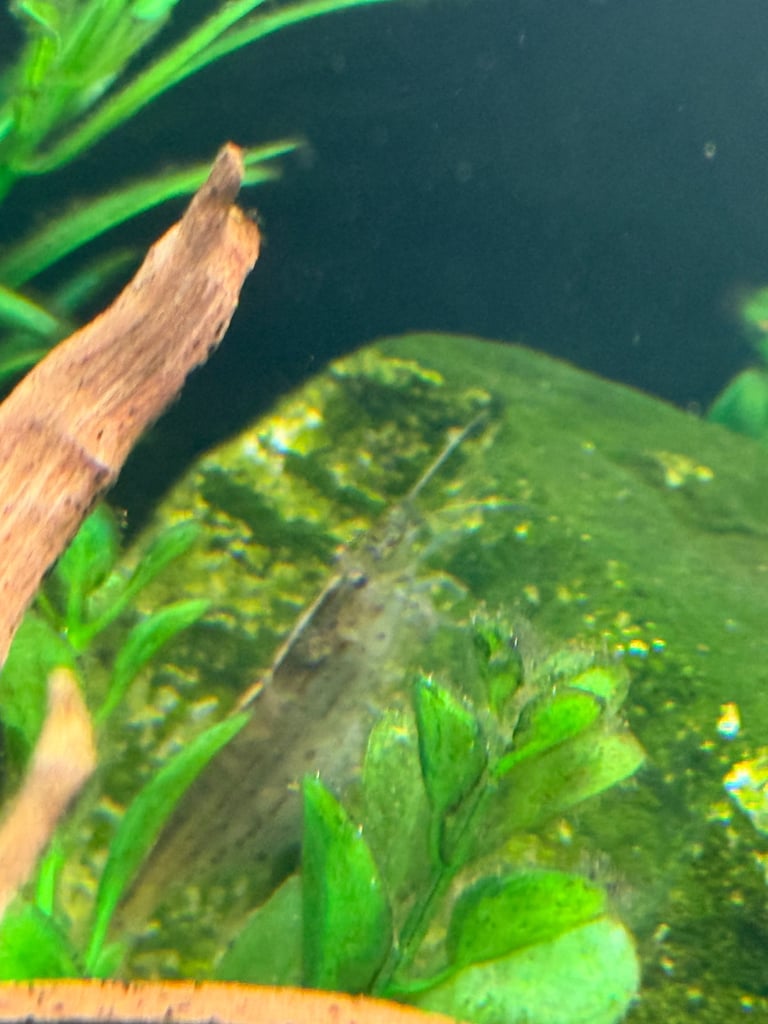 Rehome fish + tank and equipment if wanted
