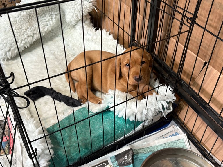 1 KC reg Dark Fox Red Labrador puppy remaining 