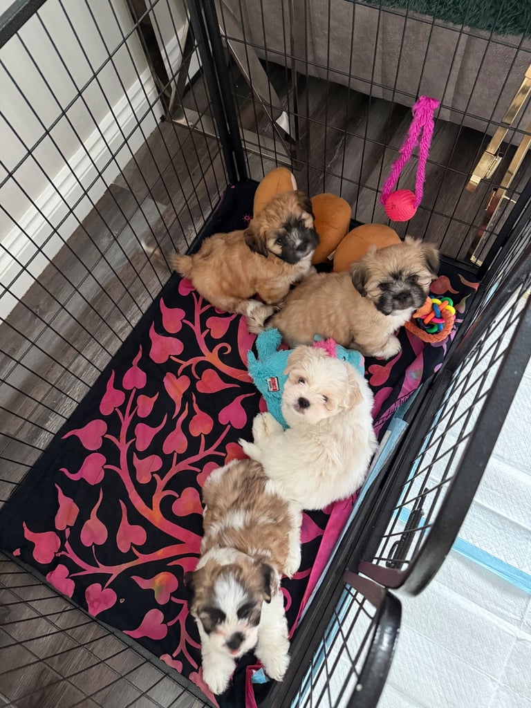 2 Lhasa Apso Puppies 