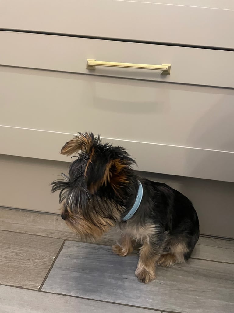 Yorkshire terrier puppy 