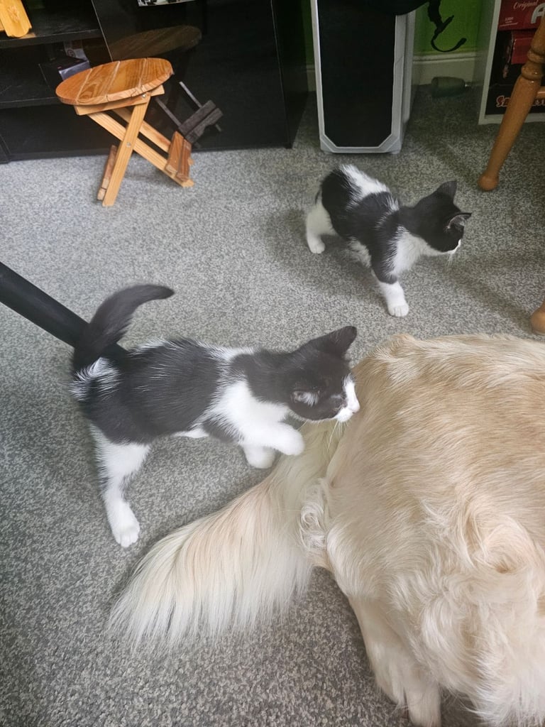 Kittens for sale