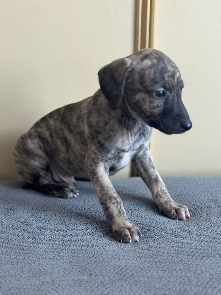 Stunning whippets 