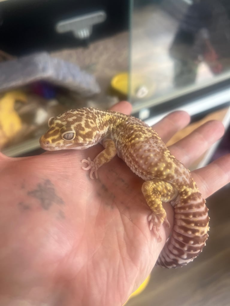 Reptile and invertebrate experience 