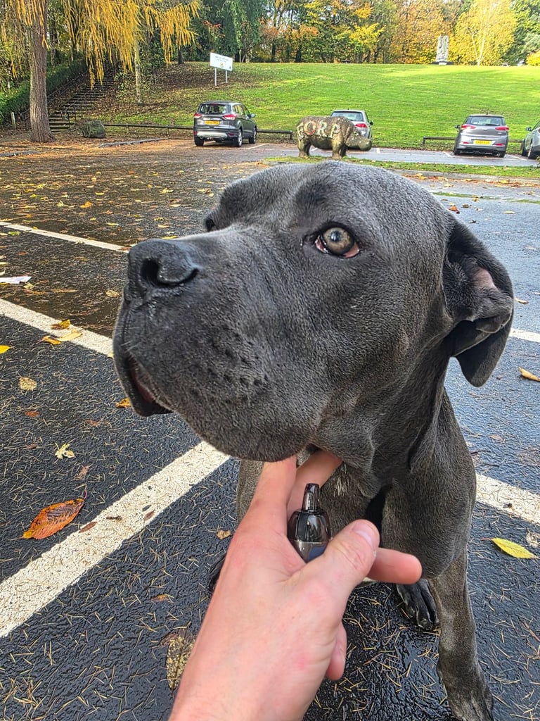 Cane corso pup 7 months old