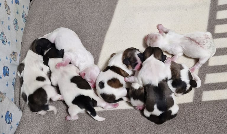 Meet Our Gorgeous Shih Tzu Puppies! 2 Girls & 5 Boys in Cardiff