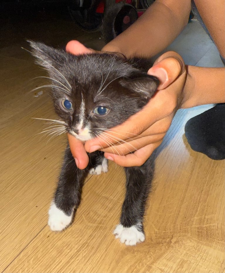 3 kittens 