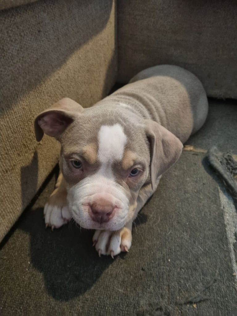 Pocketbully puppies 