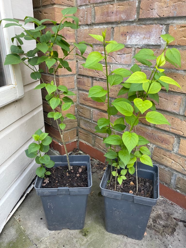 image for Garden plants - Lilacs. £7 each. Fulham