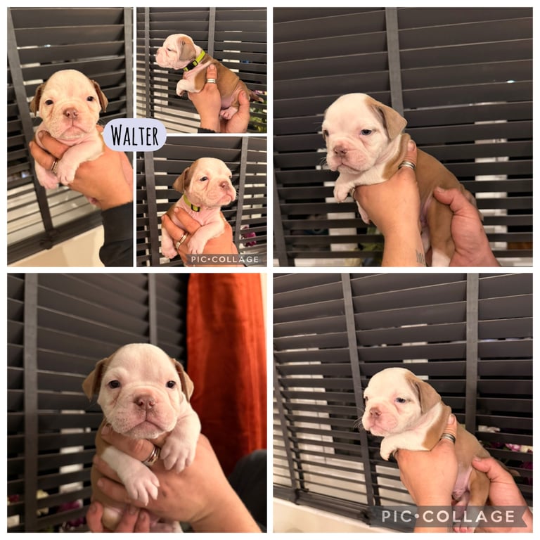 Olde English bulldog puppies