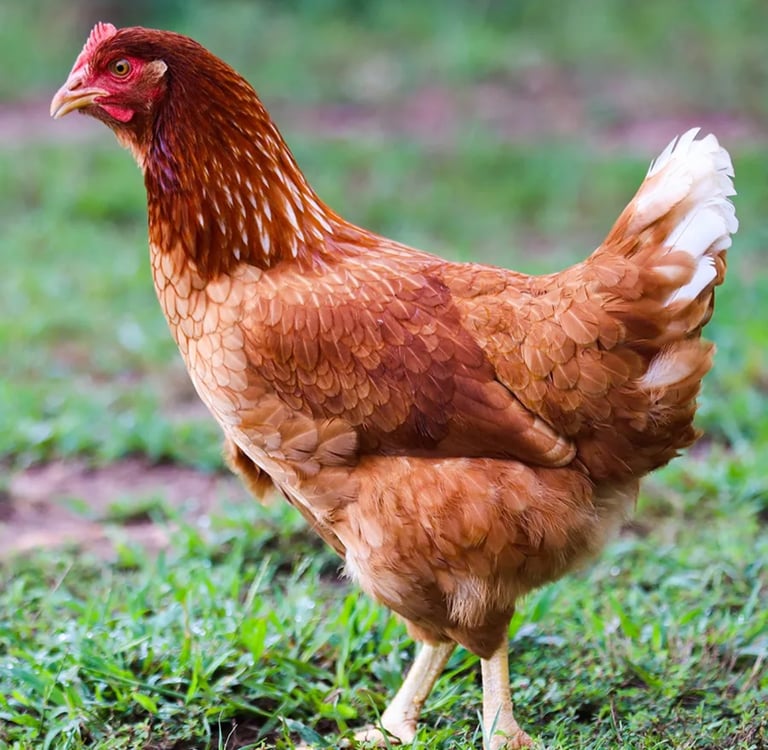 Point of lay hybrid pullets for sale