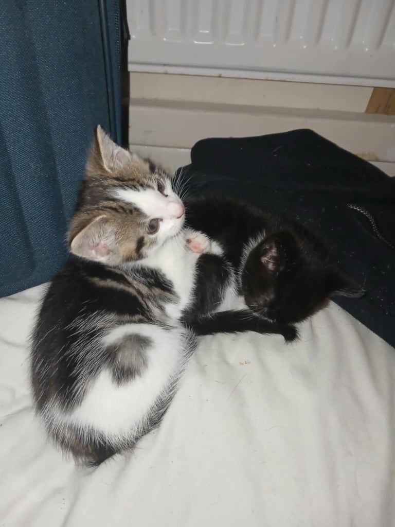 2 Domestic short hair Kittens 