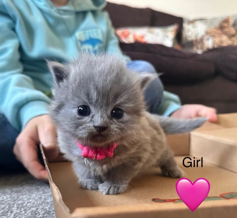 British blue kittens