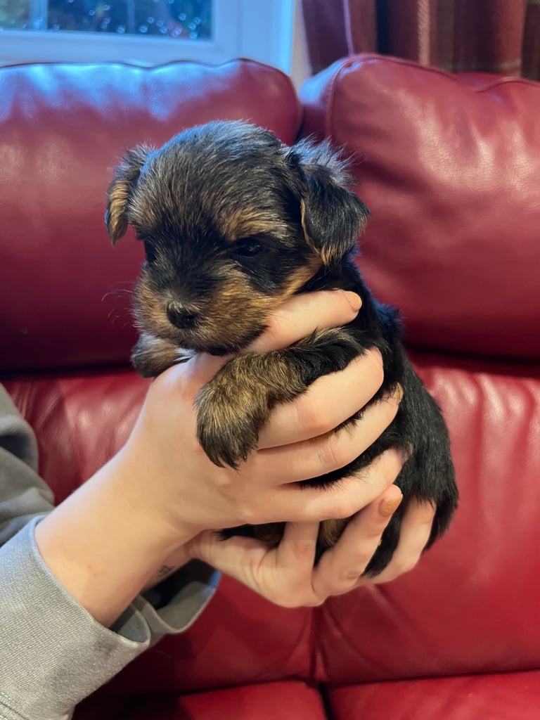 Yorkshire Biewer terriers miniature 