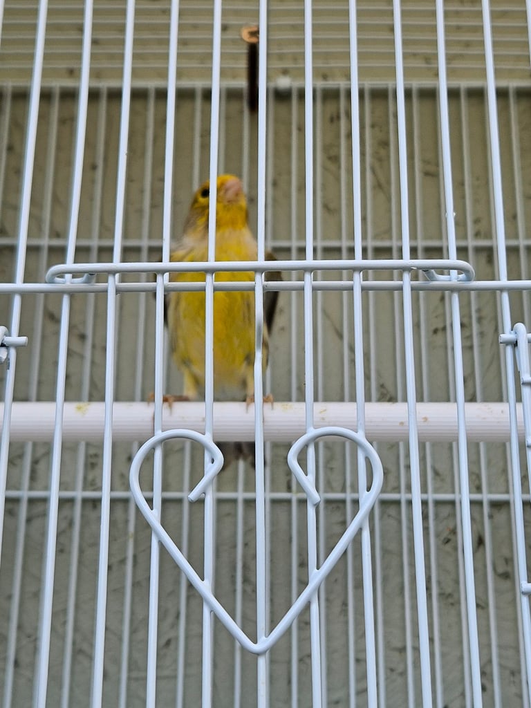 Canary 