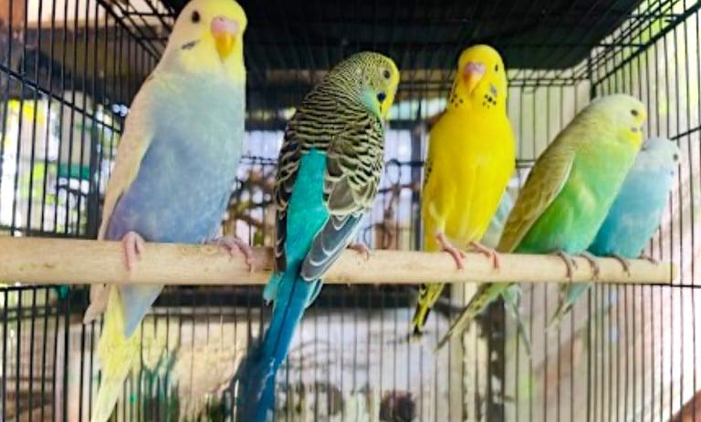 Beautiful Baby Budgies & Cages - Various Mutations!