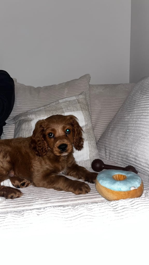 Rehome F1 Male Cavapoo Puppy.