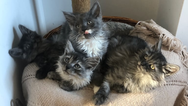 Norweigan Forest Kittens