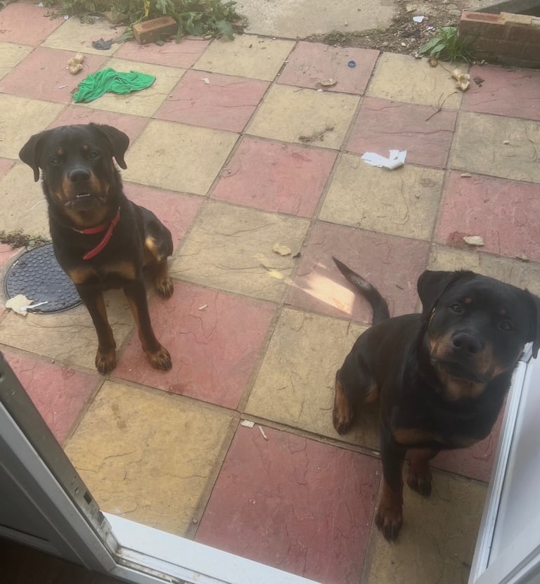 Rottweiler puppy’s 
