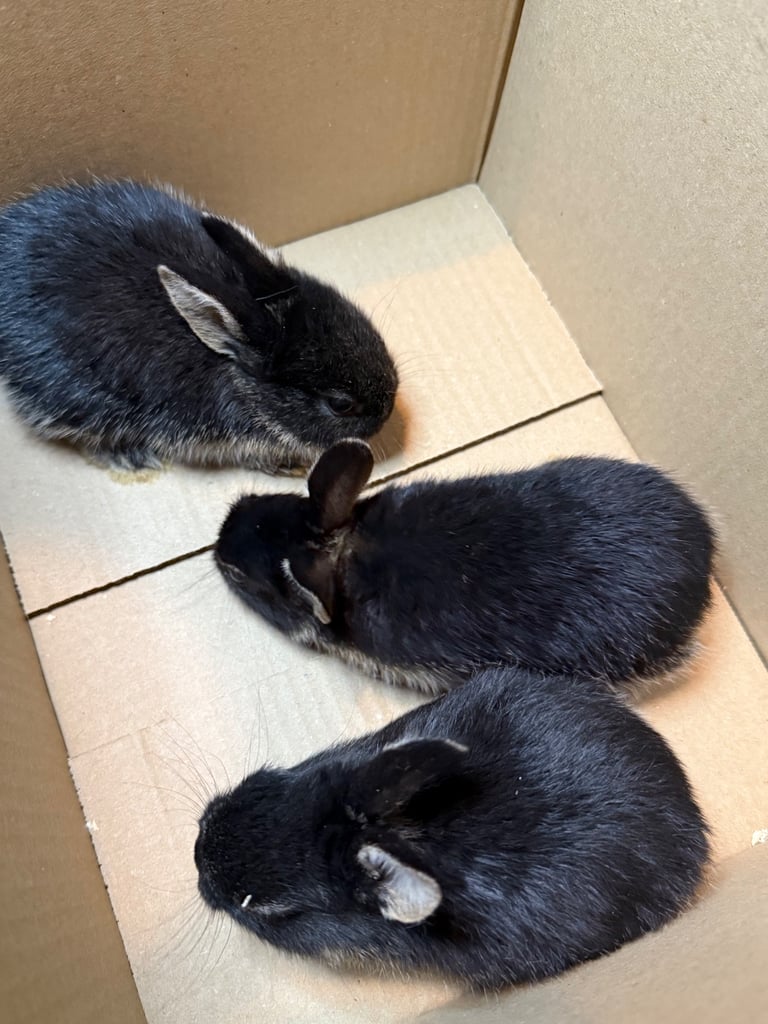Min lop 