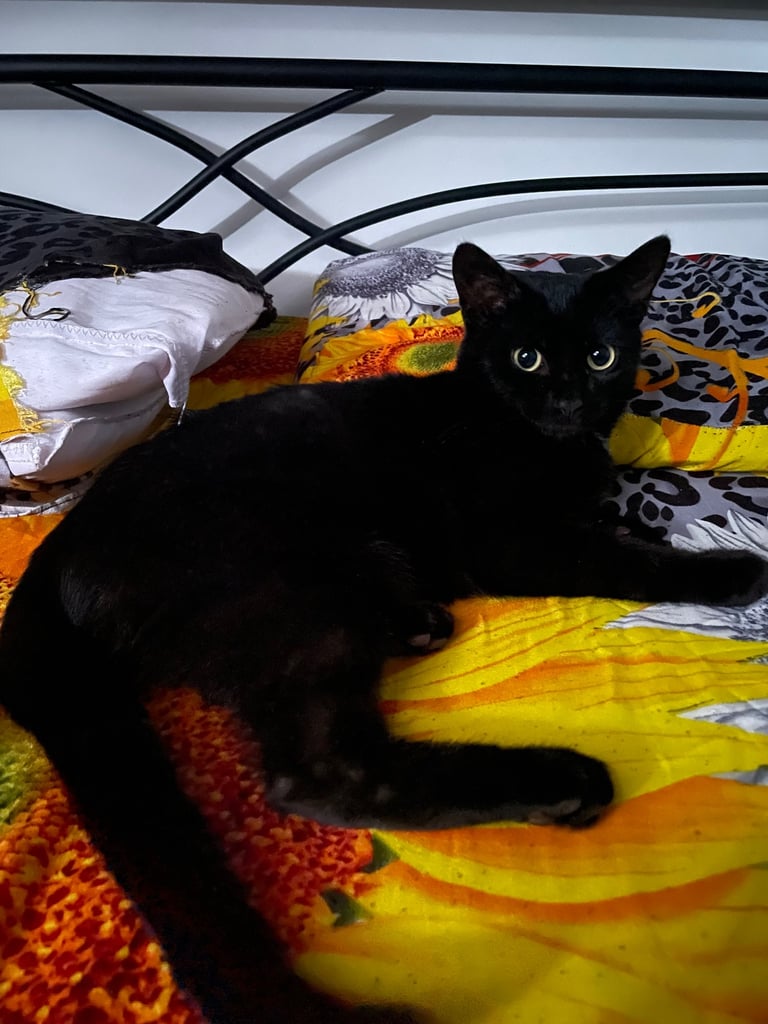 Black cat (bombay)