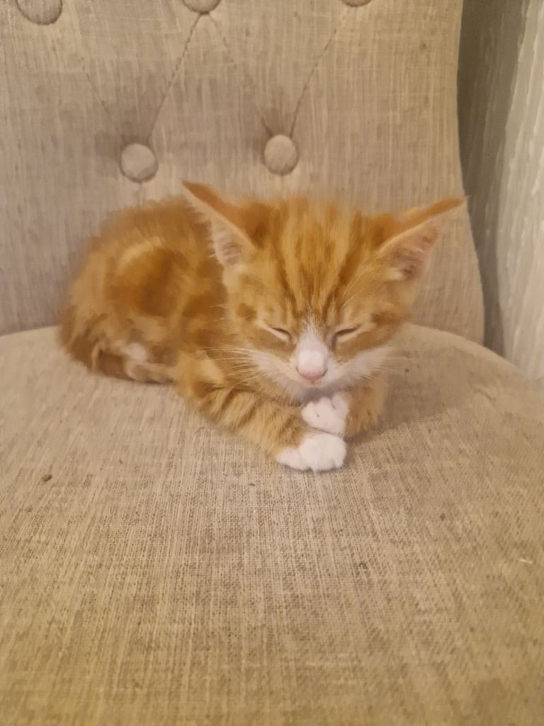 Siberian cross kittens