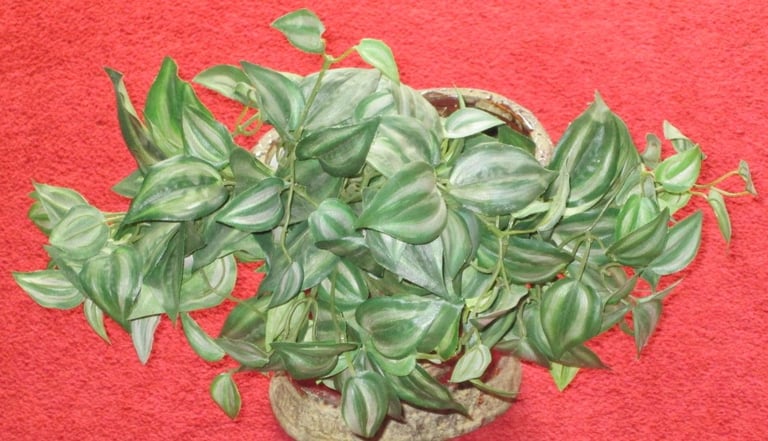 image for Spray/Quantity Green Leaves, Ideal for the Festive season, gc