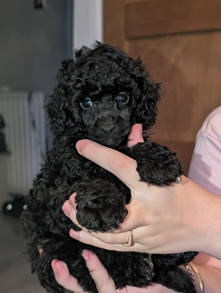 Toy poodle 