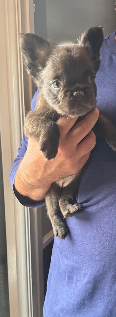 Beautiful Frenchbulldogs 