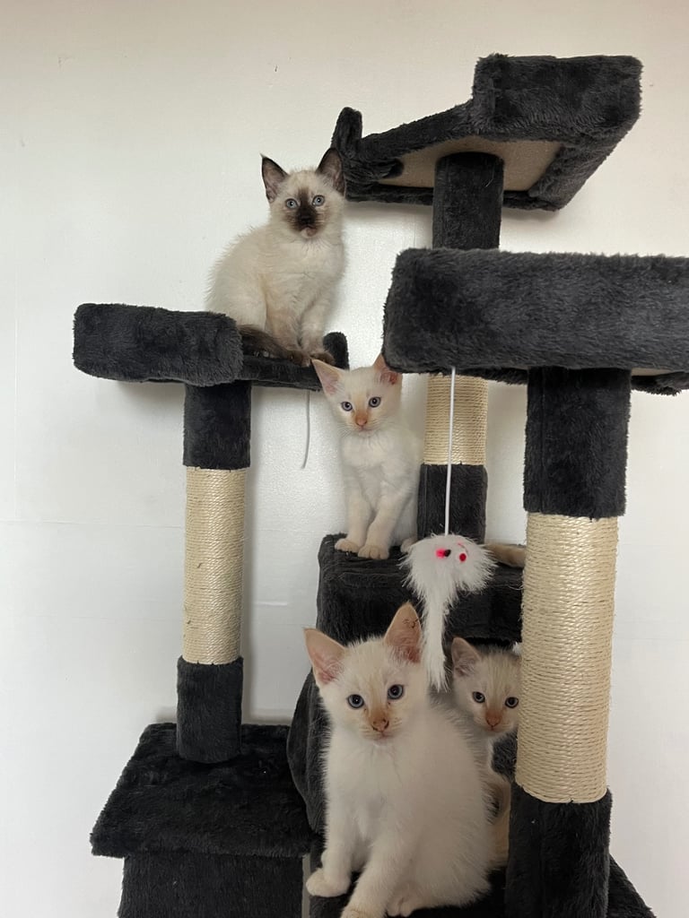 Siamese x Ragdoll kittens 🐈‍⬛ white blue eyes 