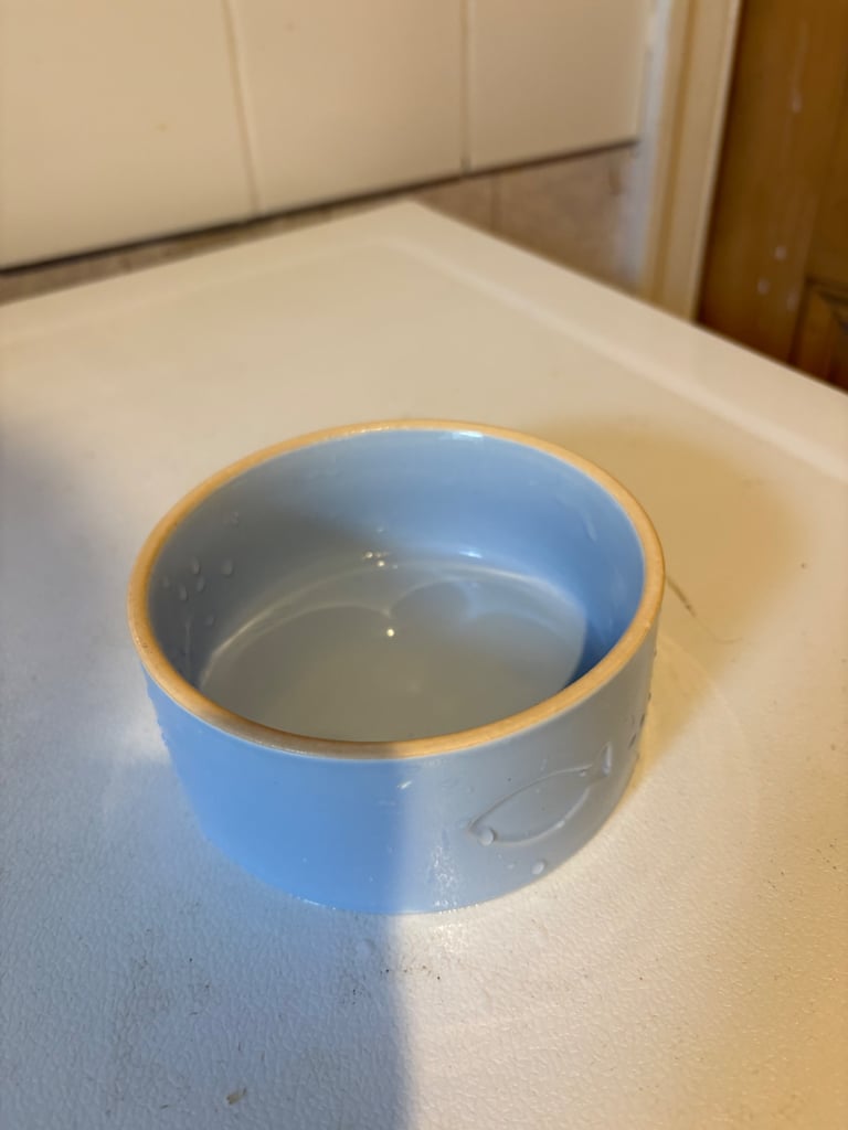 Cute cat bowl