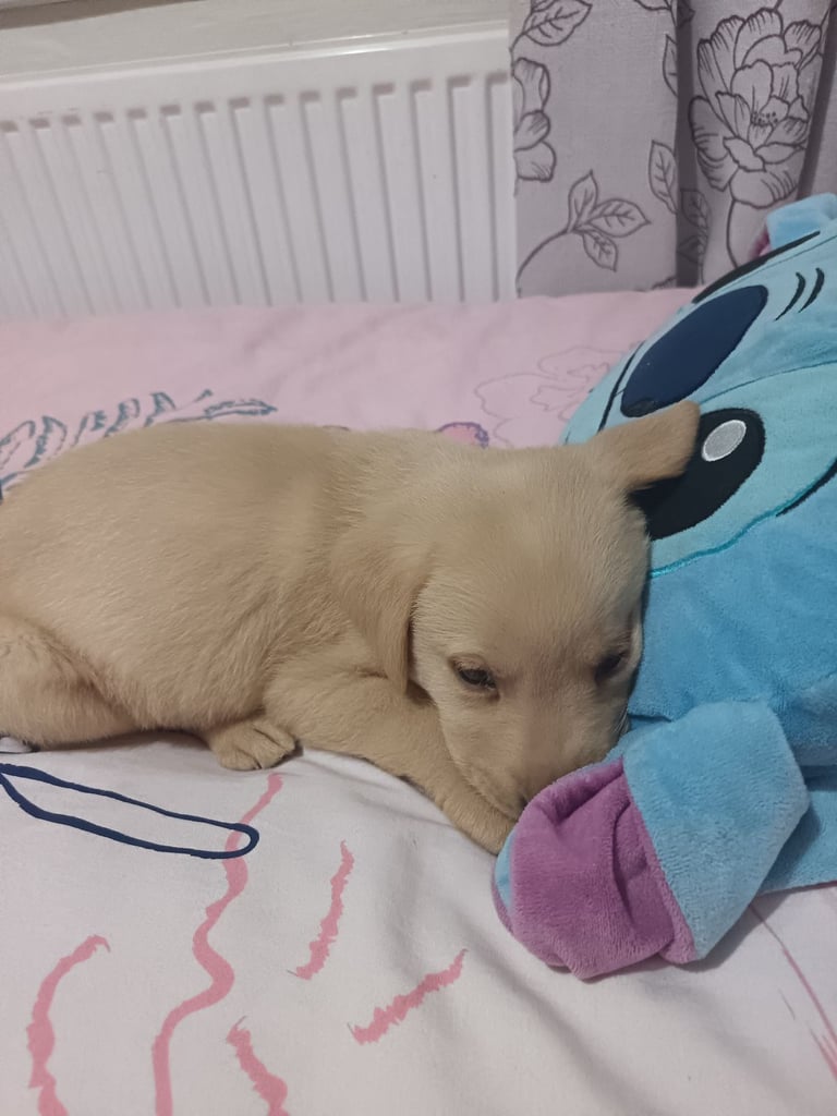 Labrador puppy. 