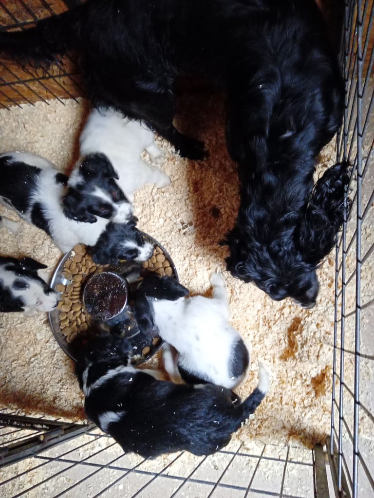Cocker spaniels# these 2 beauties left🩷💙
