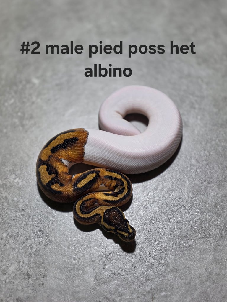 image for Hatchling royals