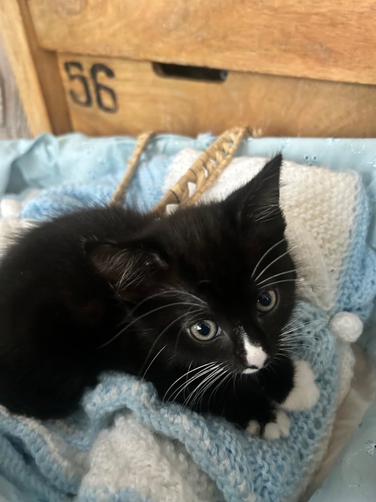 Kitten 