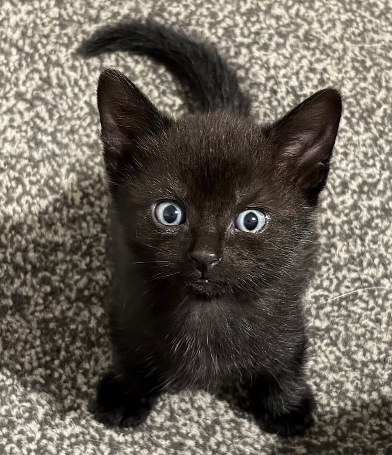 KITTENS ready to go now 