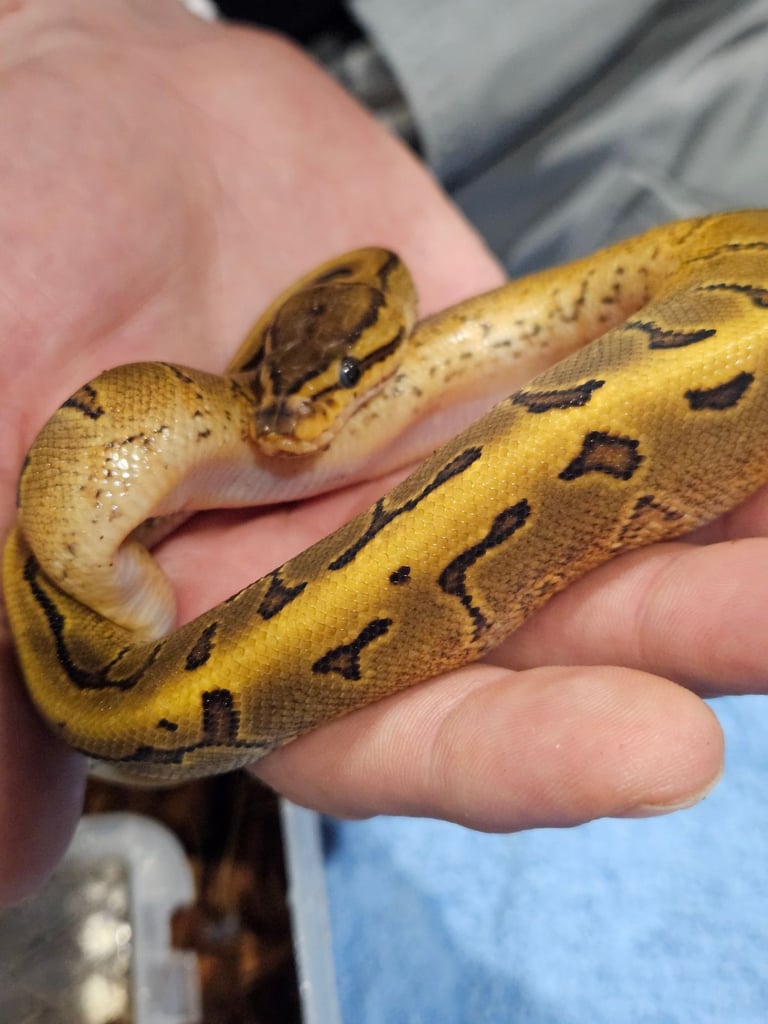 Baby ball pythons 