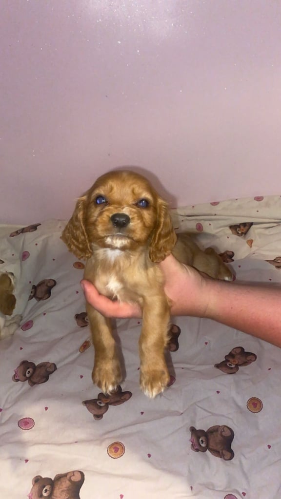 Cavalier king Charles x cocker spaniel 