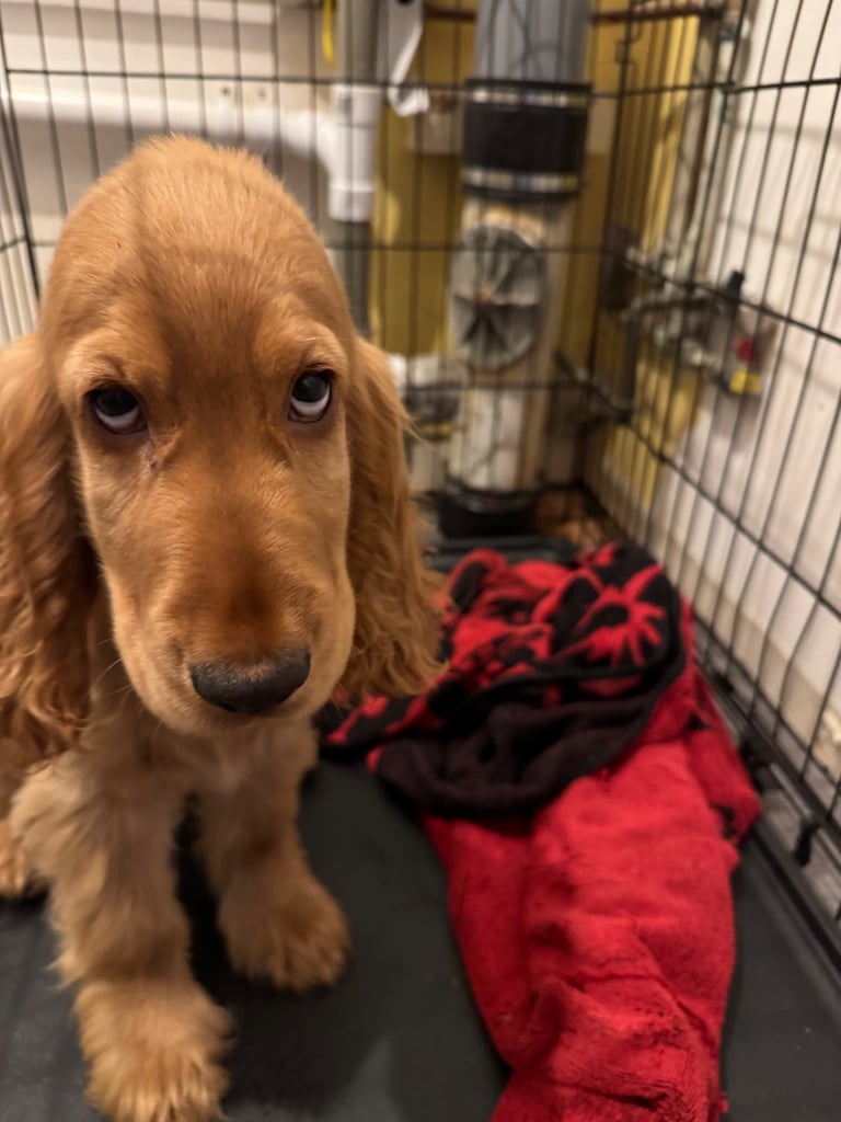 12 week old show cocker spaniel 