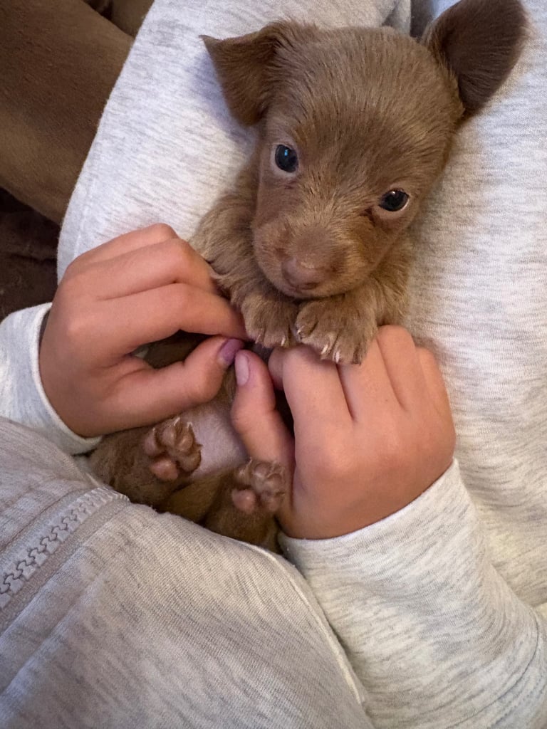 1 long hair miniature dachshund girl left